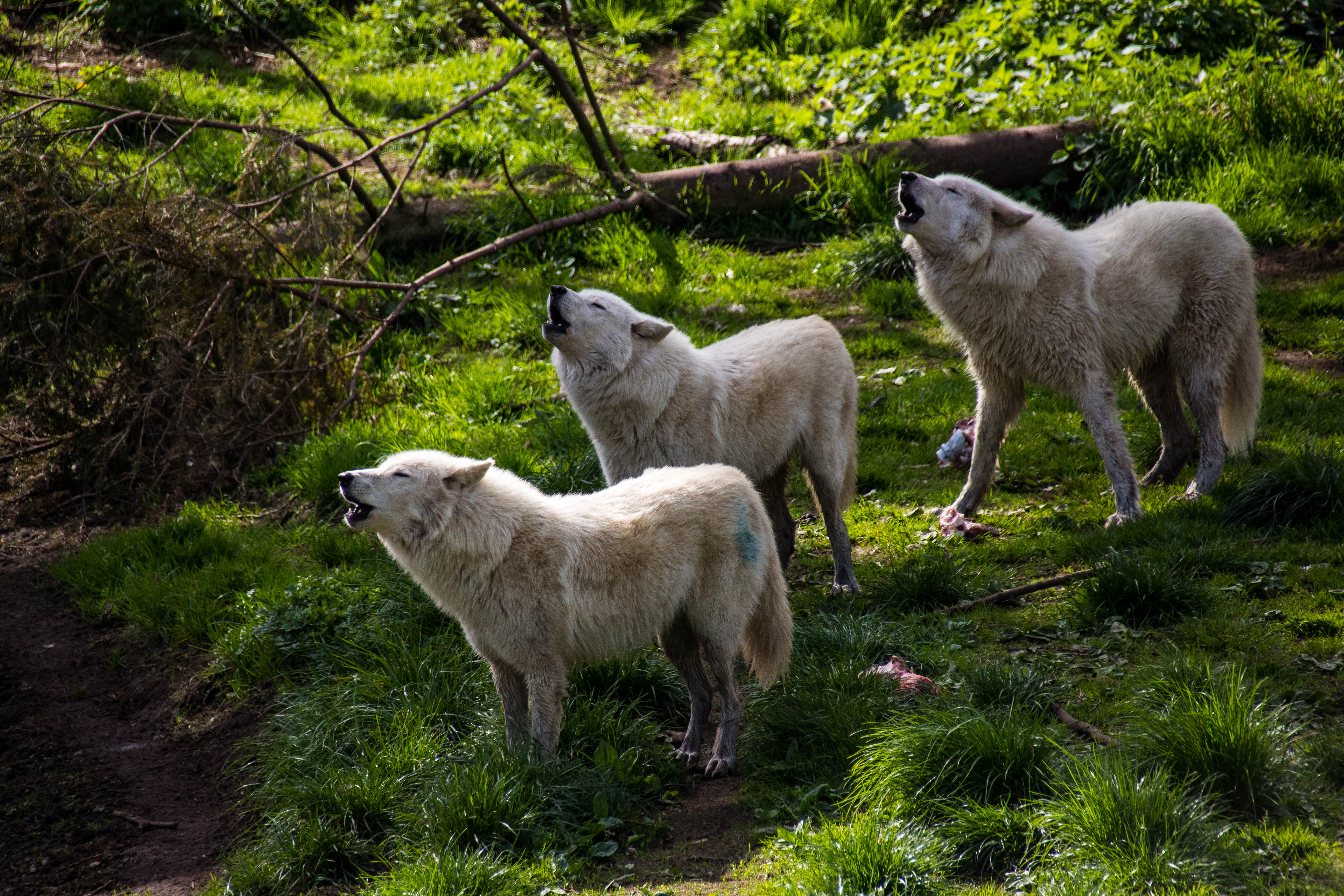 Loups blanc-_MG_0245.jpg